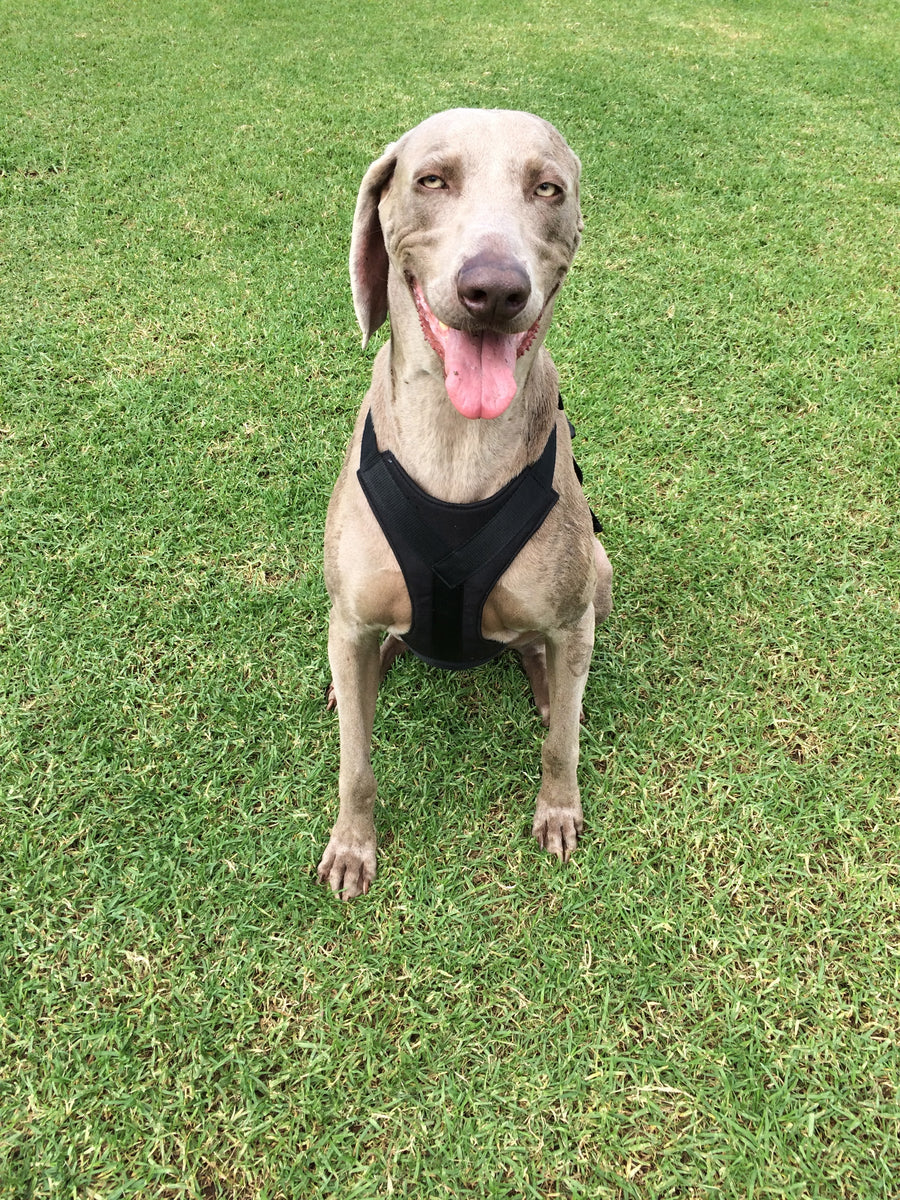 Harnesses and Safety Belt Clips Running Dog Accessory Store