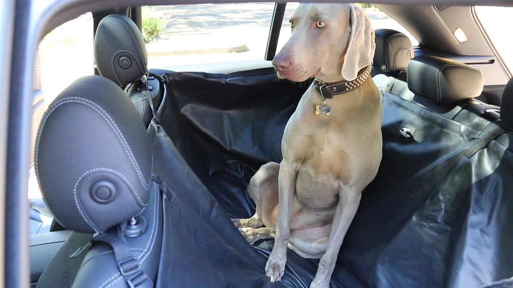 Running dog back seat cover secure dog